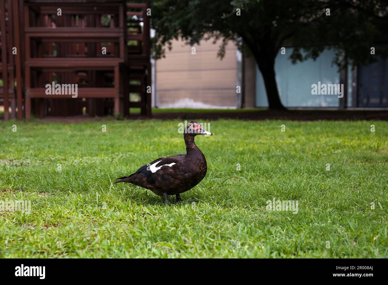 One black Muscovy duck on green lawn Stock Photo