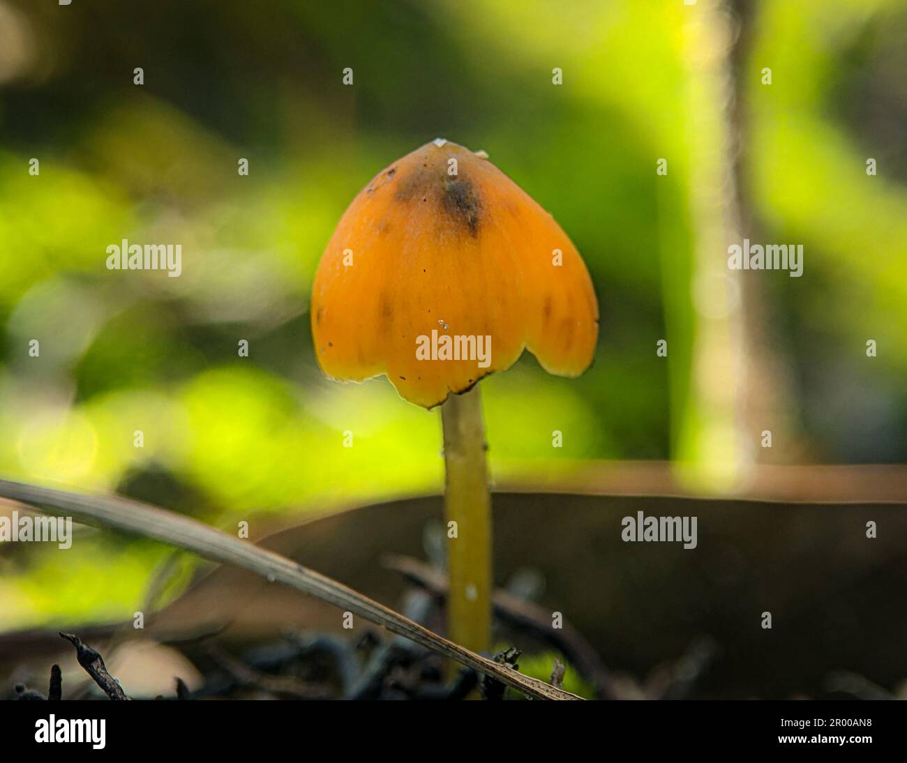 Mycena acicula, commonly known as the orange bonnet, or the coral spring Mycena, is a species of fungus in the family Mycenaceae Stock Photo