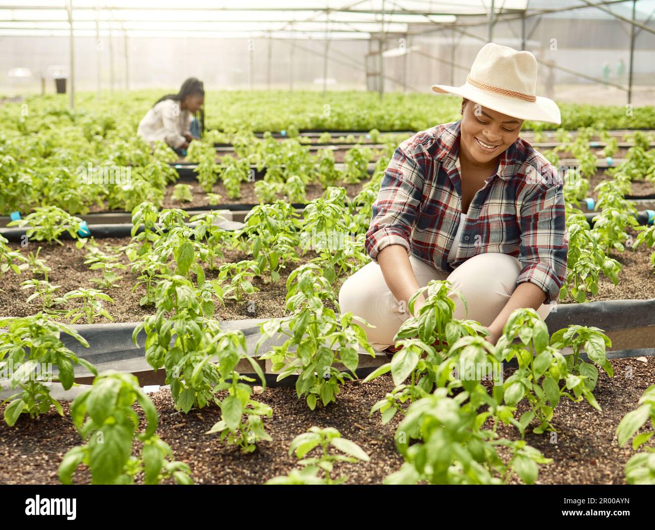 Two farmers harvesting plants. Happy coworkers planting in a garden