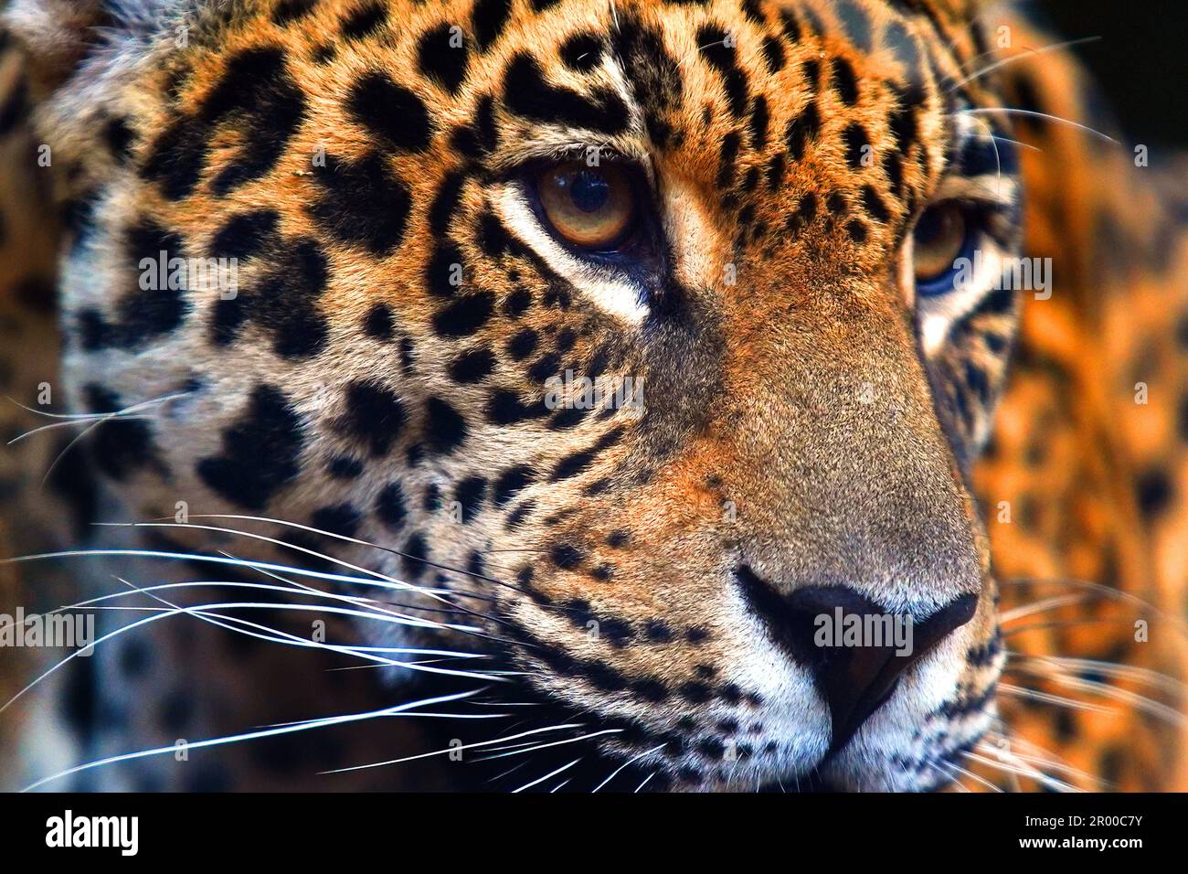Jaguar, yaguar, yaguareté. Argentina. Stock Photo