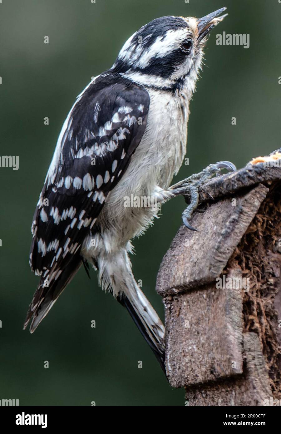 A Woodpecker lands on the birdhouse Stock Photo - Alamy