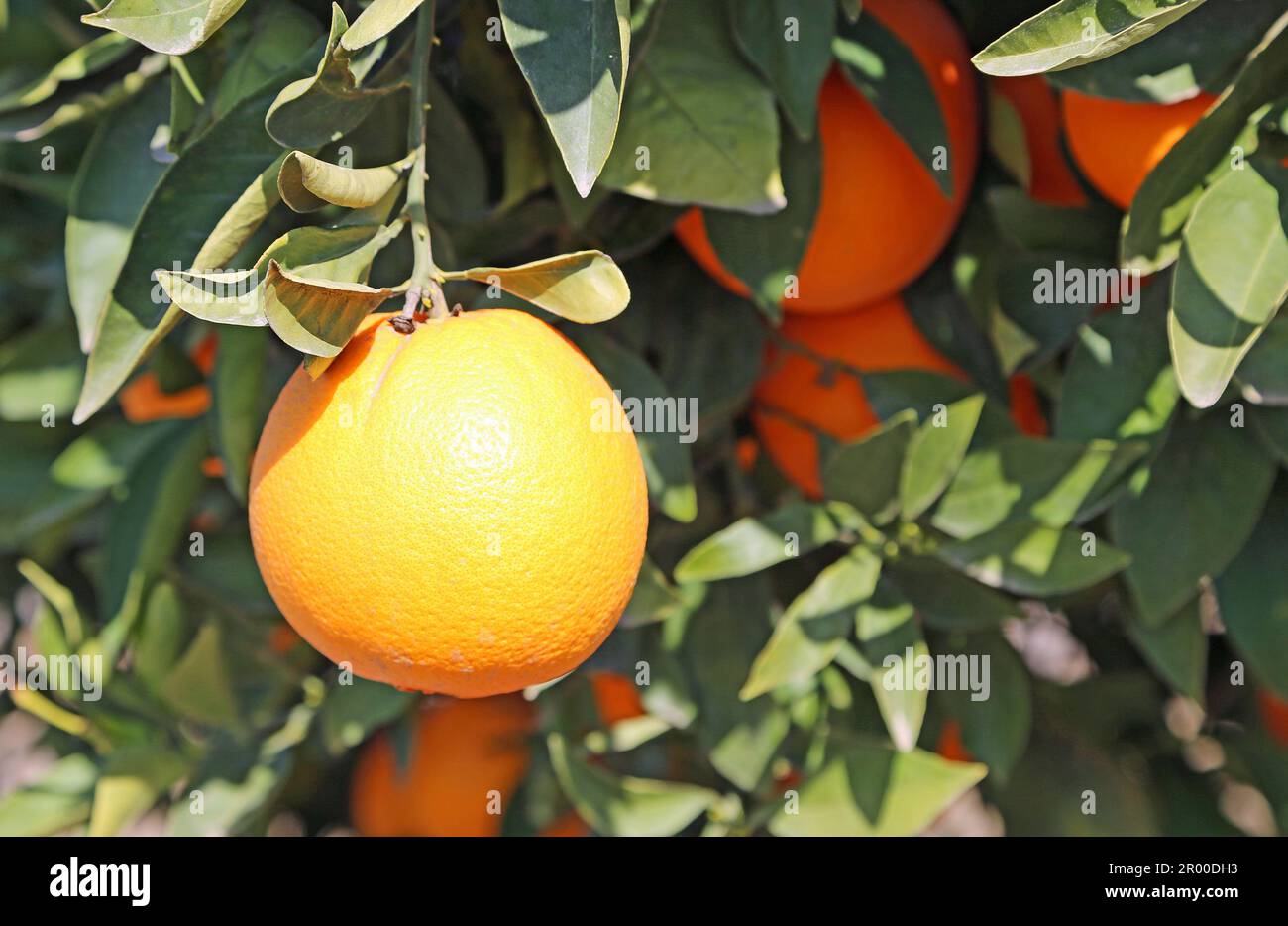 Ripe orange on tree - California Stock Photo