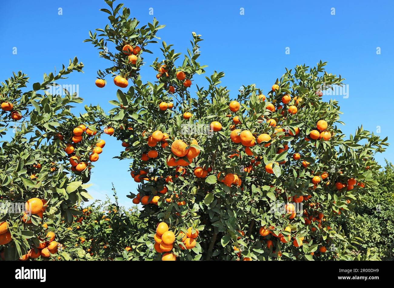 Tangerine tree California Stock Photo Alamy