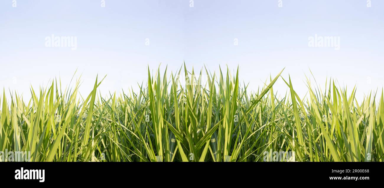 Green grass with blue sky background Stock Photo