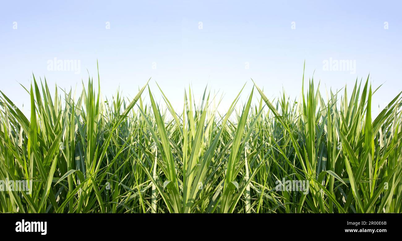 Green grass with blue sky background Stock Photo