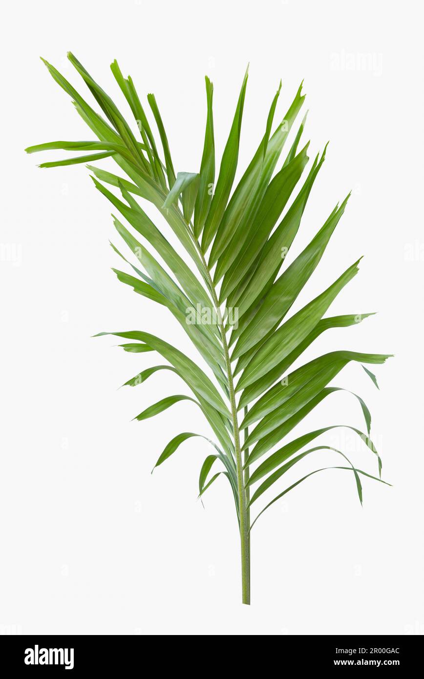 Green palm leaf isolated on white background Stock Photo - Alamy