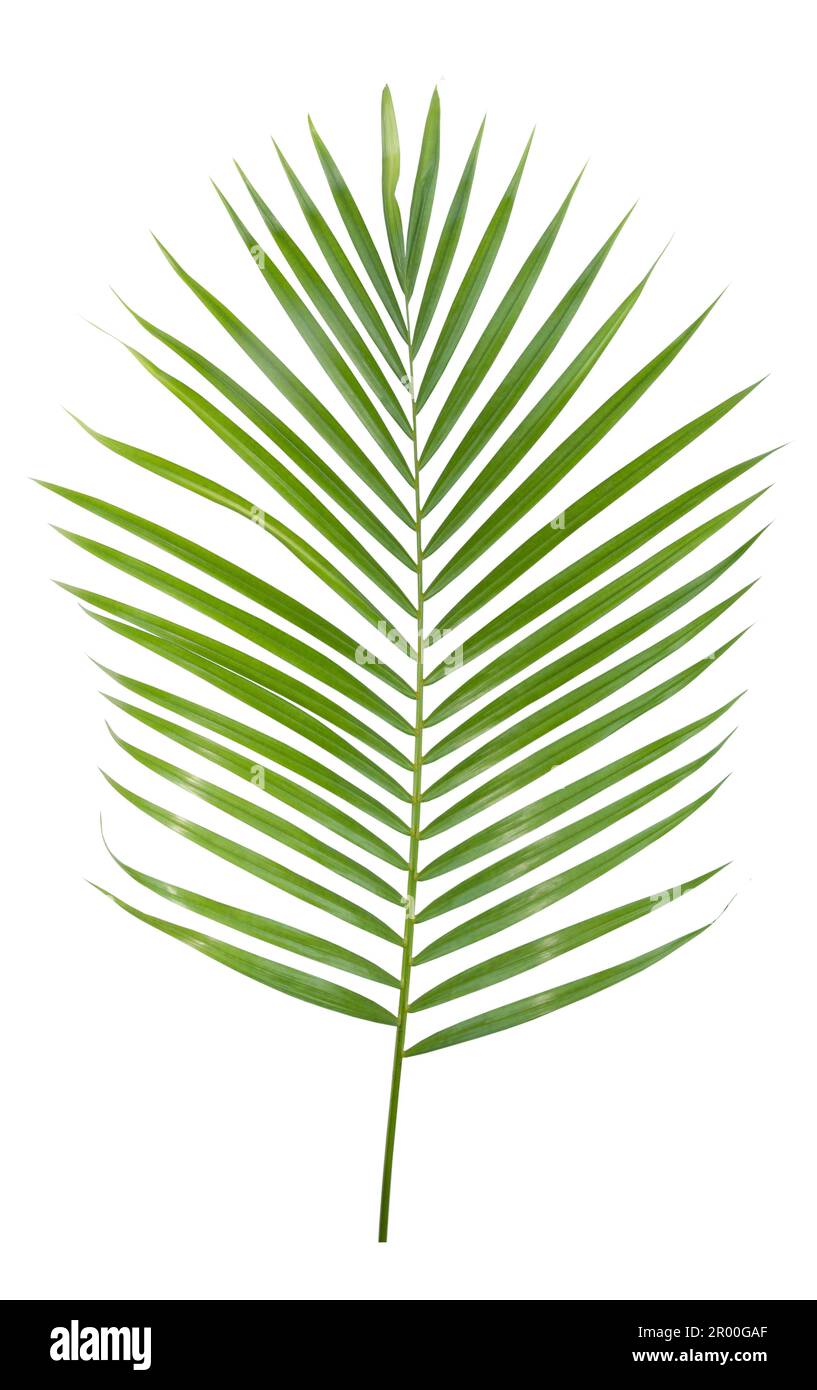 Green yellow palm or butterfly leaf isolated on white background Stock Photo