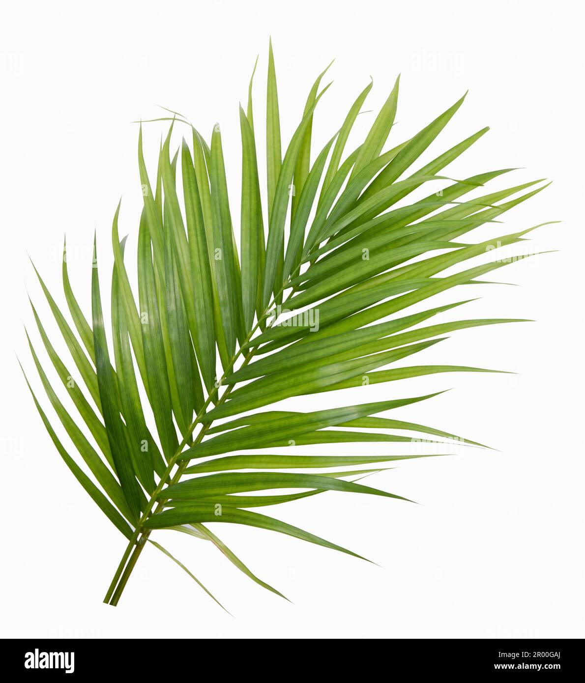Green yellow palm or butterfly leaf isolated on white background Stock Photo