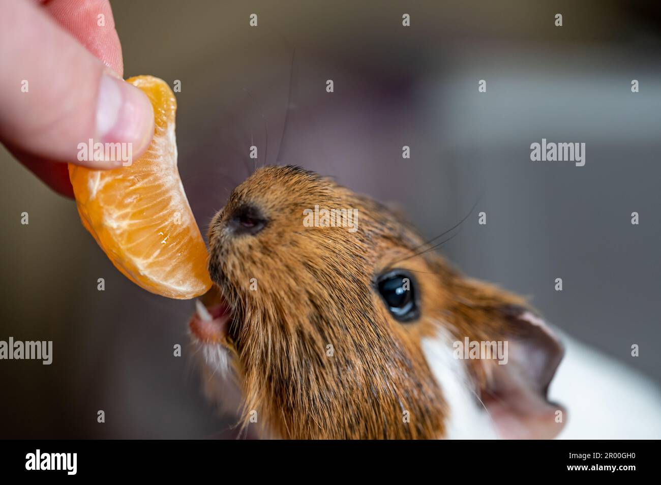 Curated visual reference: Orange Slice Toxicity In Guinea Pigs Reference: Guinea Pig Using Front Incisors To Eat A Tasty Treat