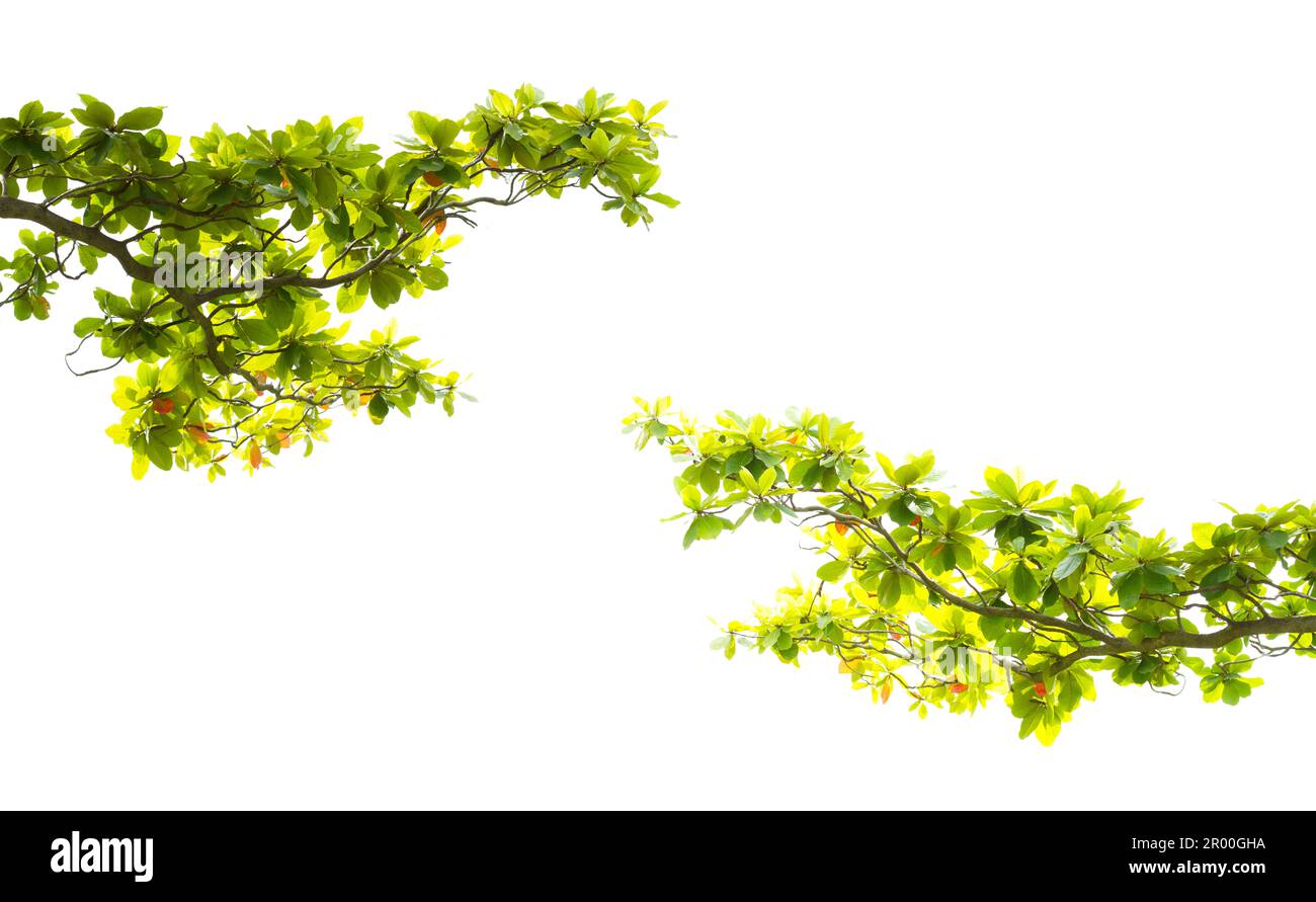 Green leaves branch isolated on white background Stock Photo - Alamy