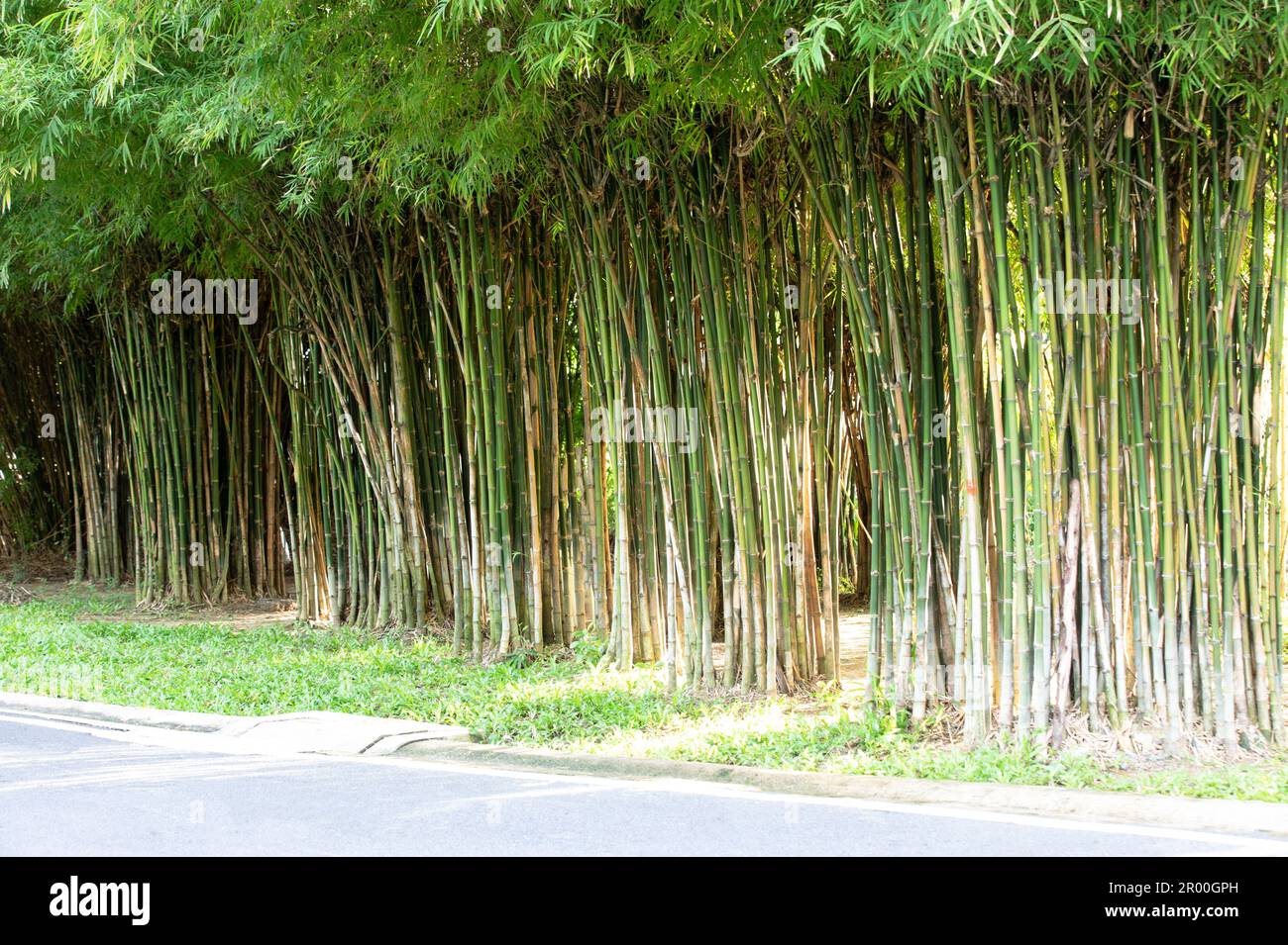 Row of green bamboo trees Walkway with row of bamboo trees in the park. Stock Photo