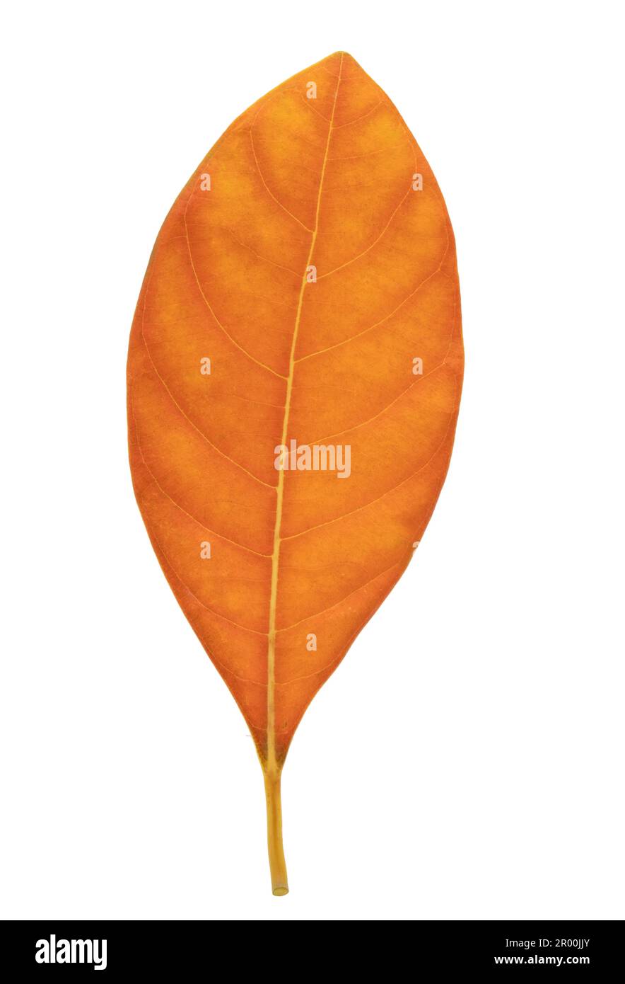 Orange jackfruit leaf isolated on white, Dried leaf. Stock Photo