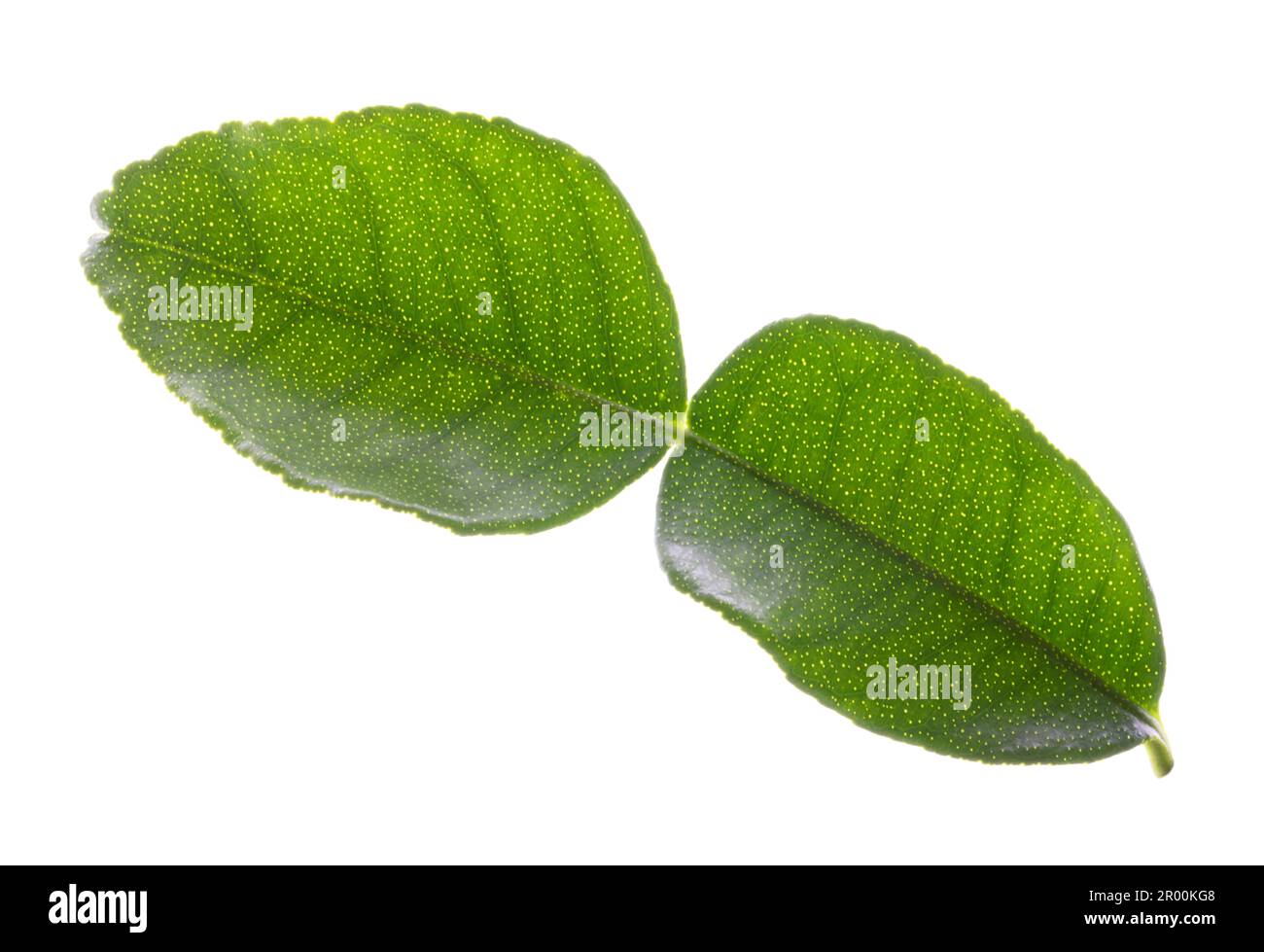 Green bergamot leaf isolated on white background Stock Photo