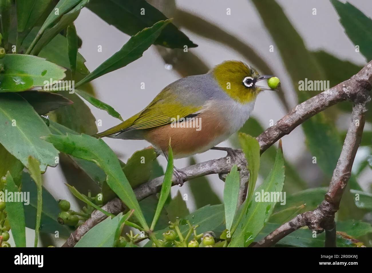 Cute Silvereye or Waxeye eating a berry from a tree Stock Photo