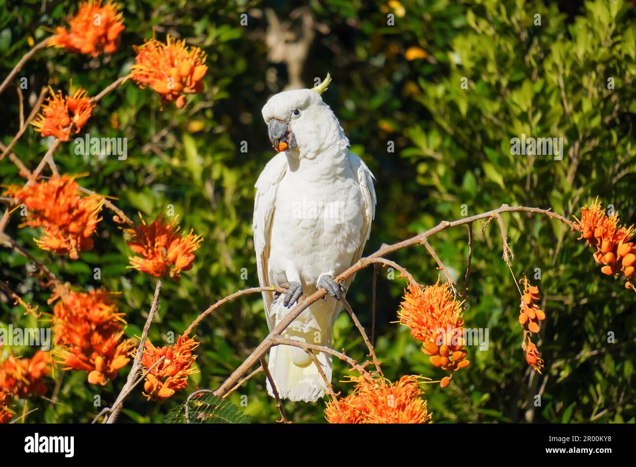 A white cockatoo sitting in a Colville's Glory Tree enjoying the orange seeds the tree offers. Stock Photo