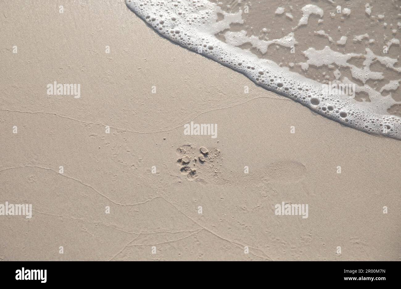 Footprint in the sand on the beach Stock Photo