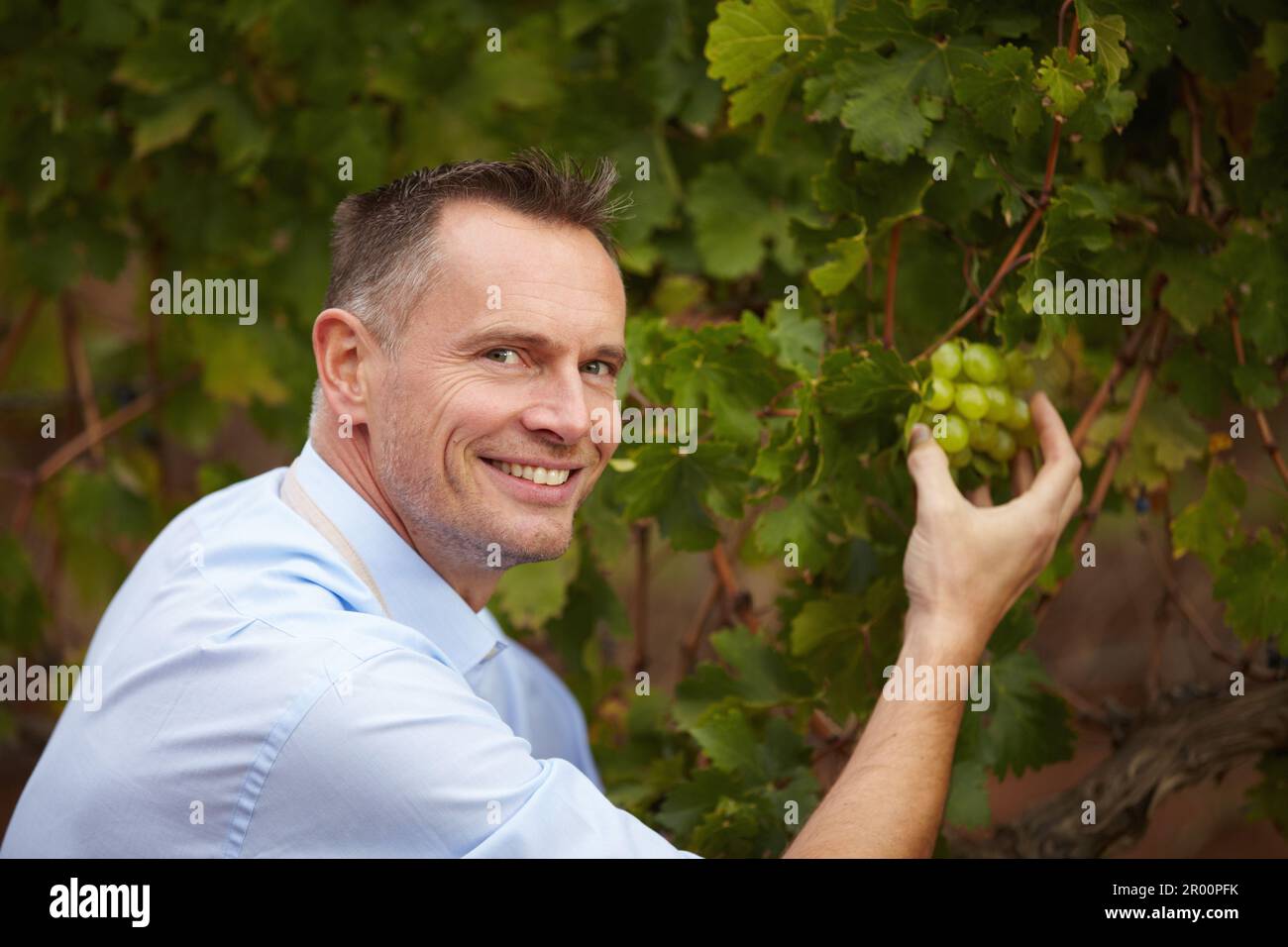Fruit, portrait of man picking grapes for wine at farm or vineyard outdoors. Agriculture, farming and male alcohol maker getting ingredients for Stock Photo