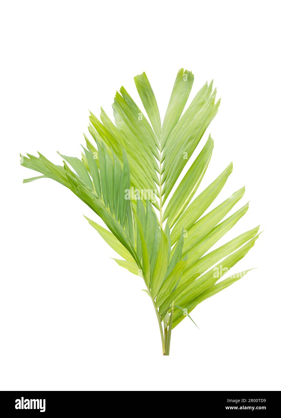 Green palm leaf isolated on white background Stock Photo - Alamy