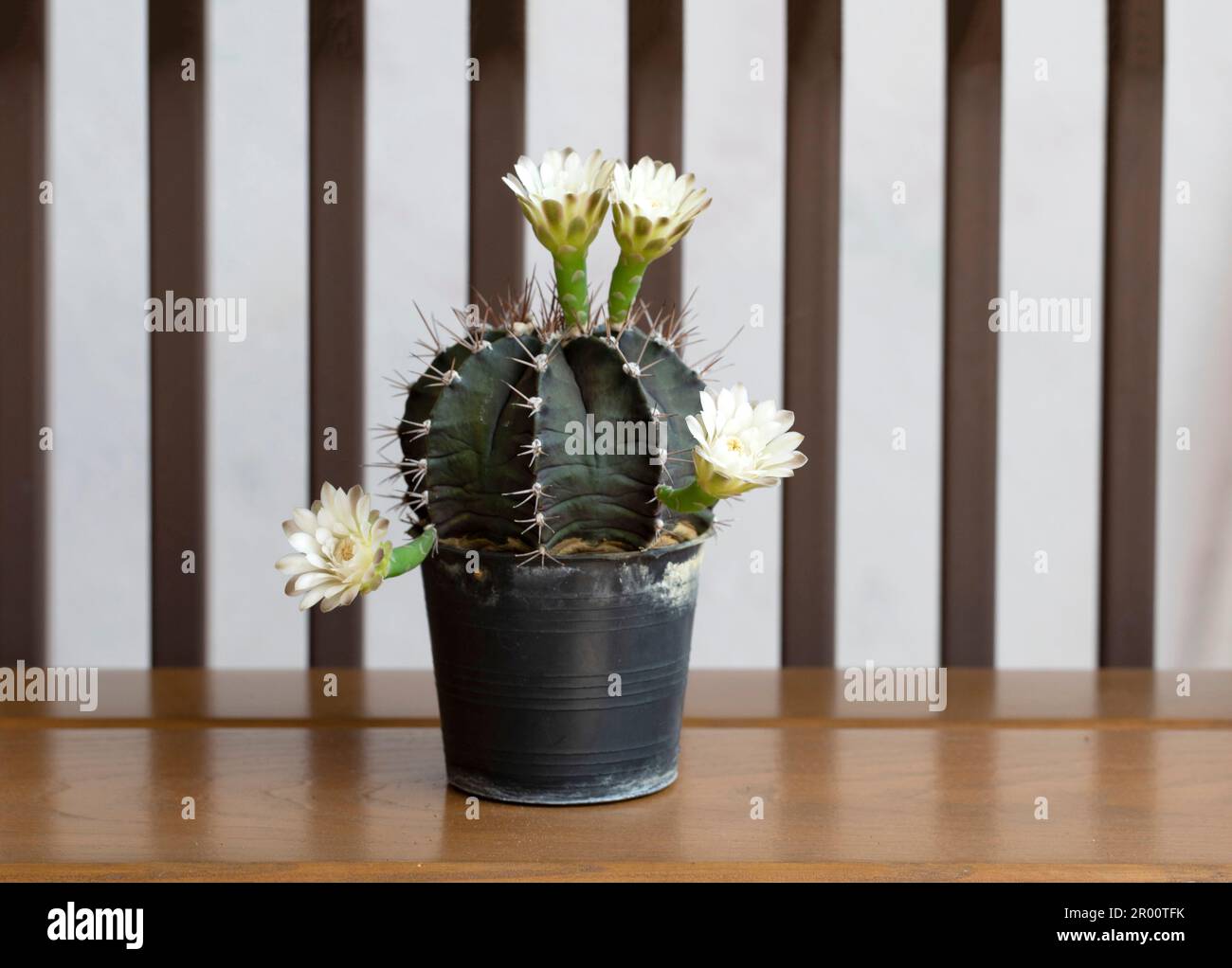 White Echinopsis cactus flower on wooden top Stock Photo
