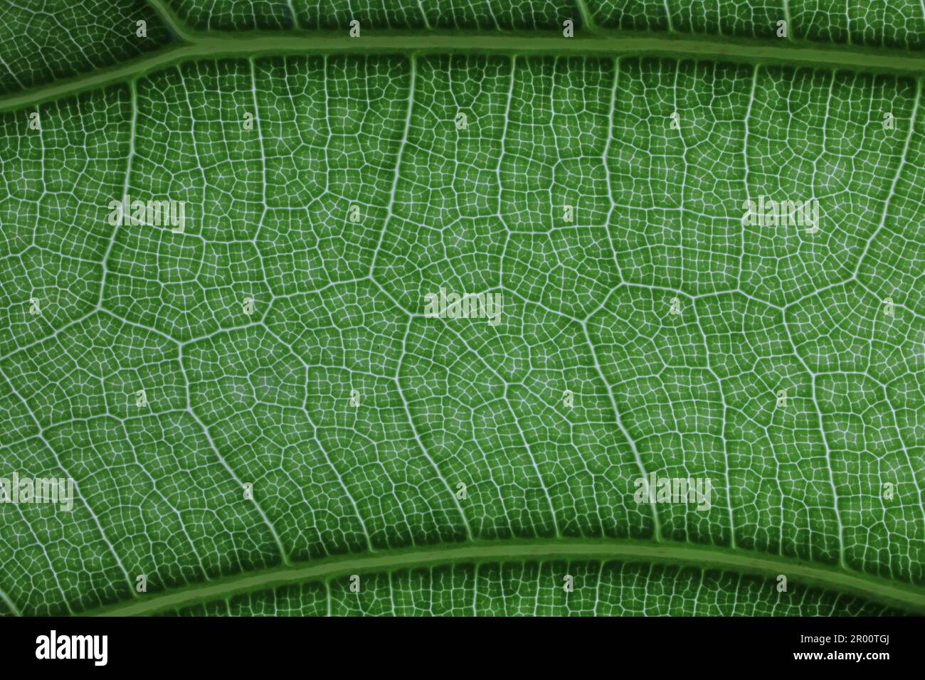 Close up image of green leaf texture or background Stock Photo