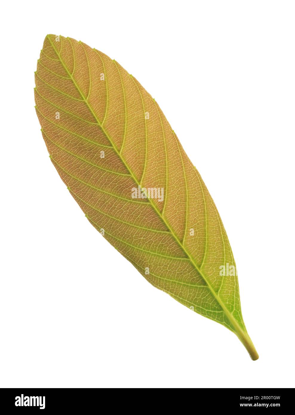 Green leaf isolated on white background Stock Photo