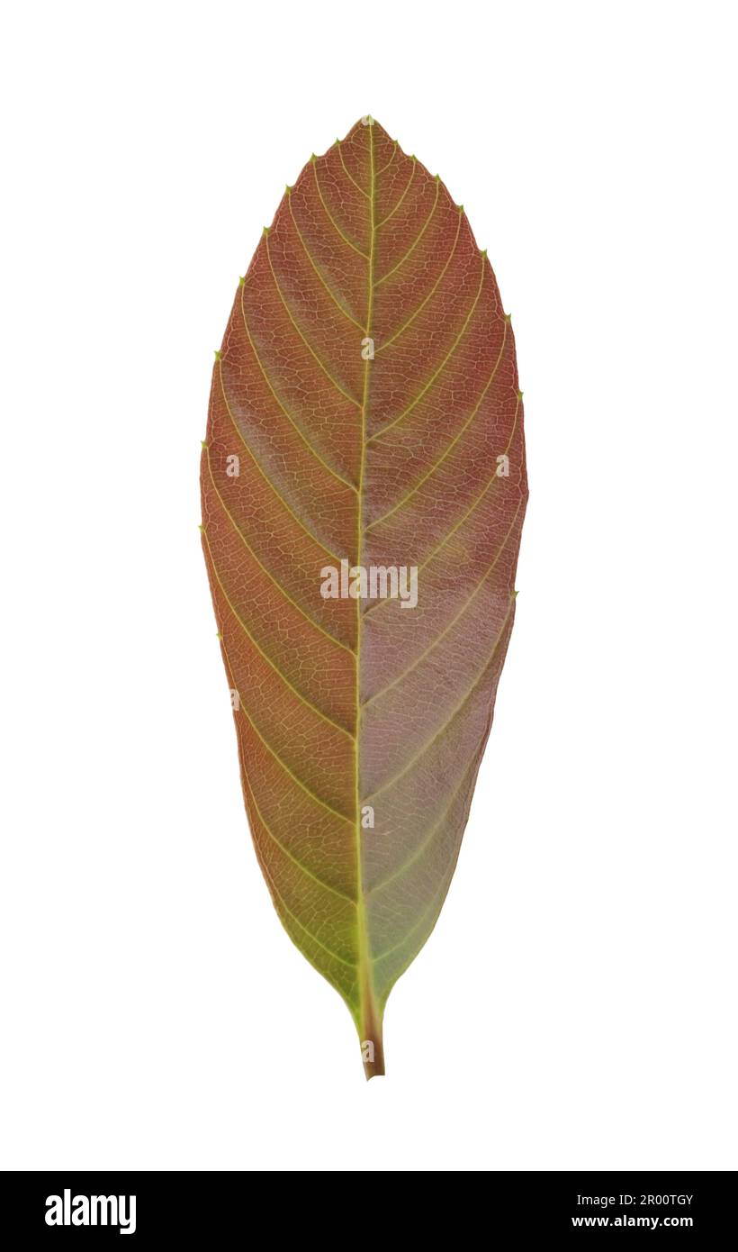 Red young plant Stock Photo - Alamy