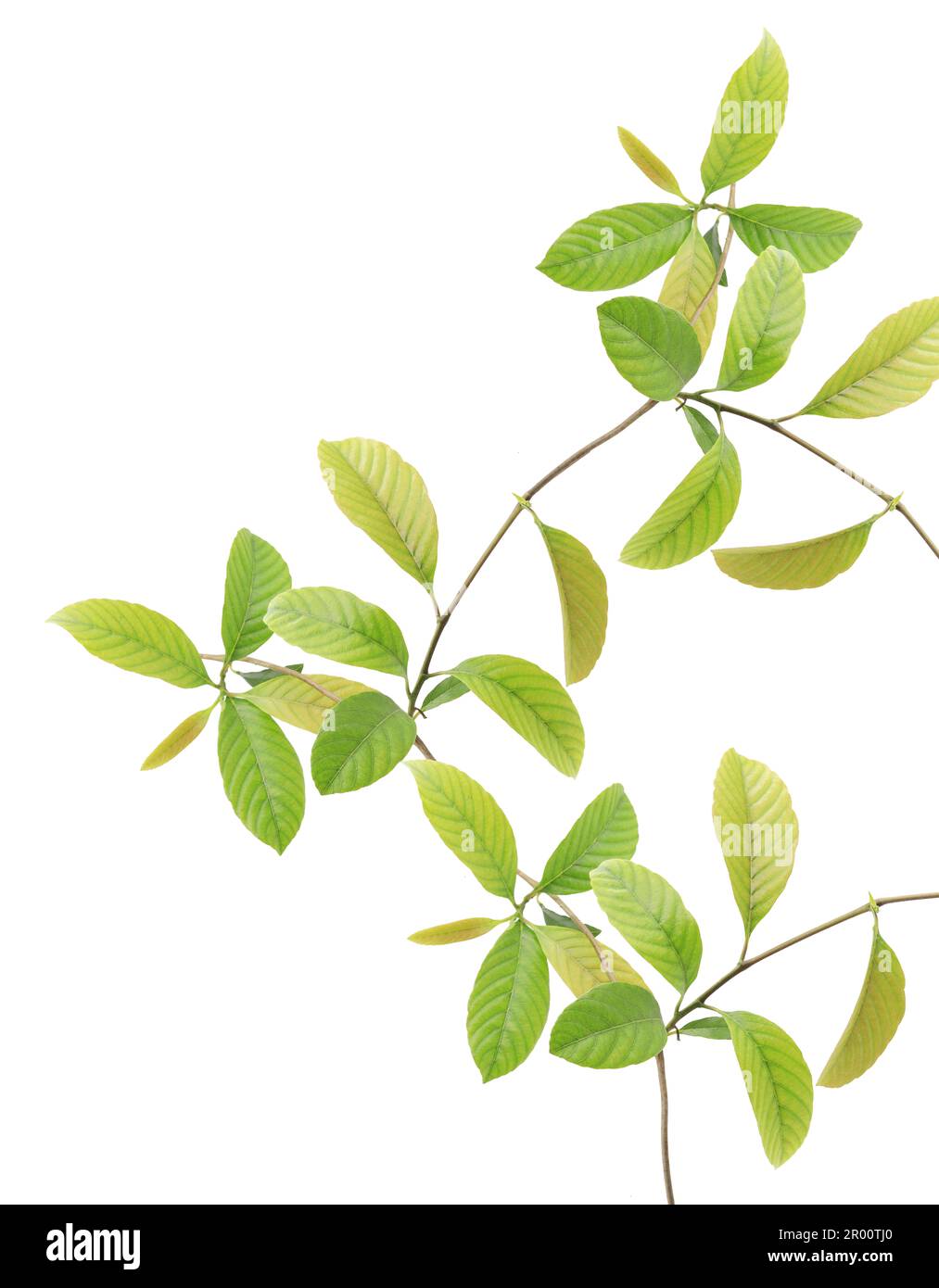 Green leaves isolated on white background Stock Photo - Alamy