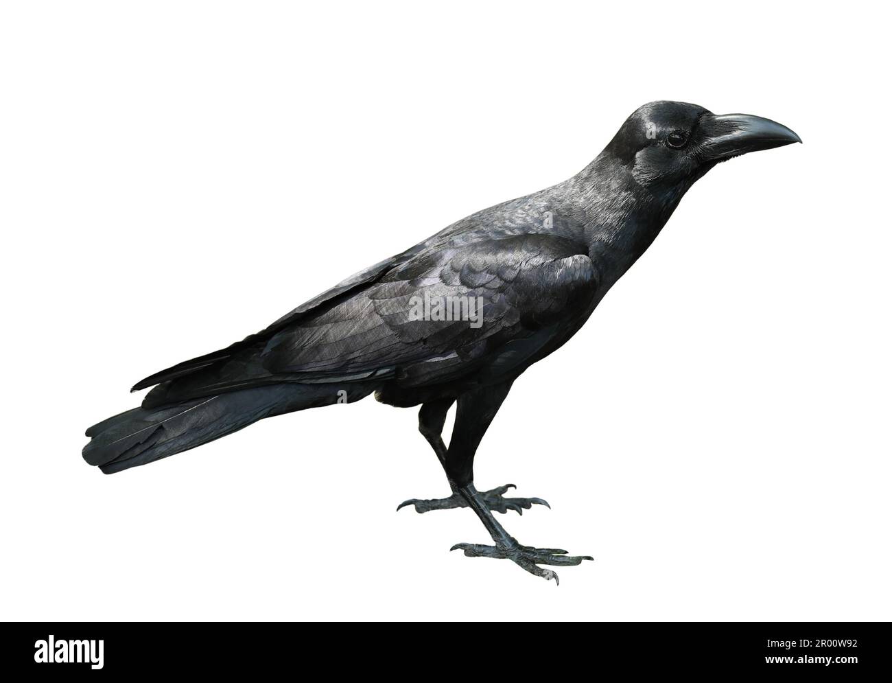 Carrion Crow, Corvus corone isolated on white background Stock Photo