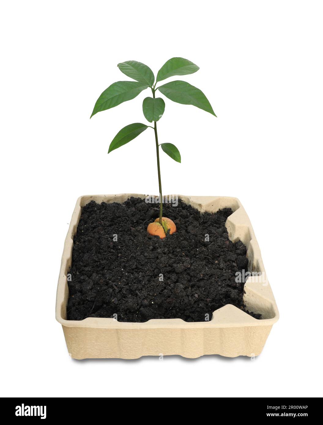 Young avocado tree planted in recycle paper pulp mold isolated  on white background. Recycle concept. Stock Photo