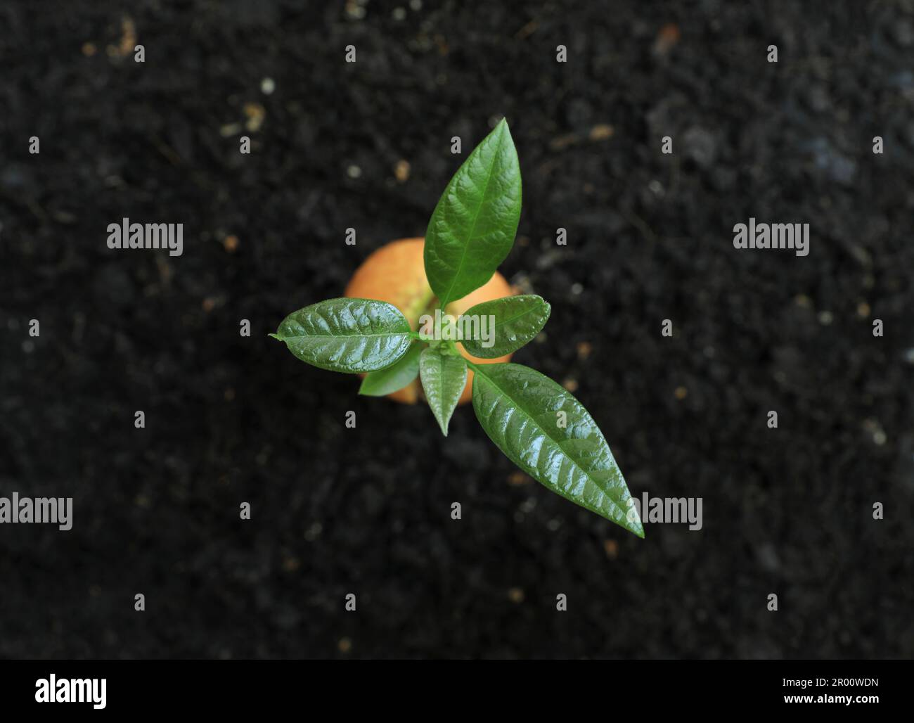 Avocado sprout and germinated seed from soil. Stock Photo