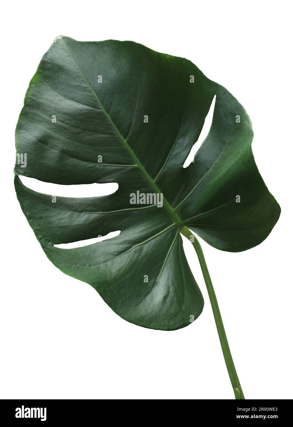 Monstera leaf isolated on white background Stock Photo