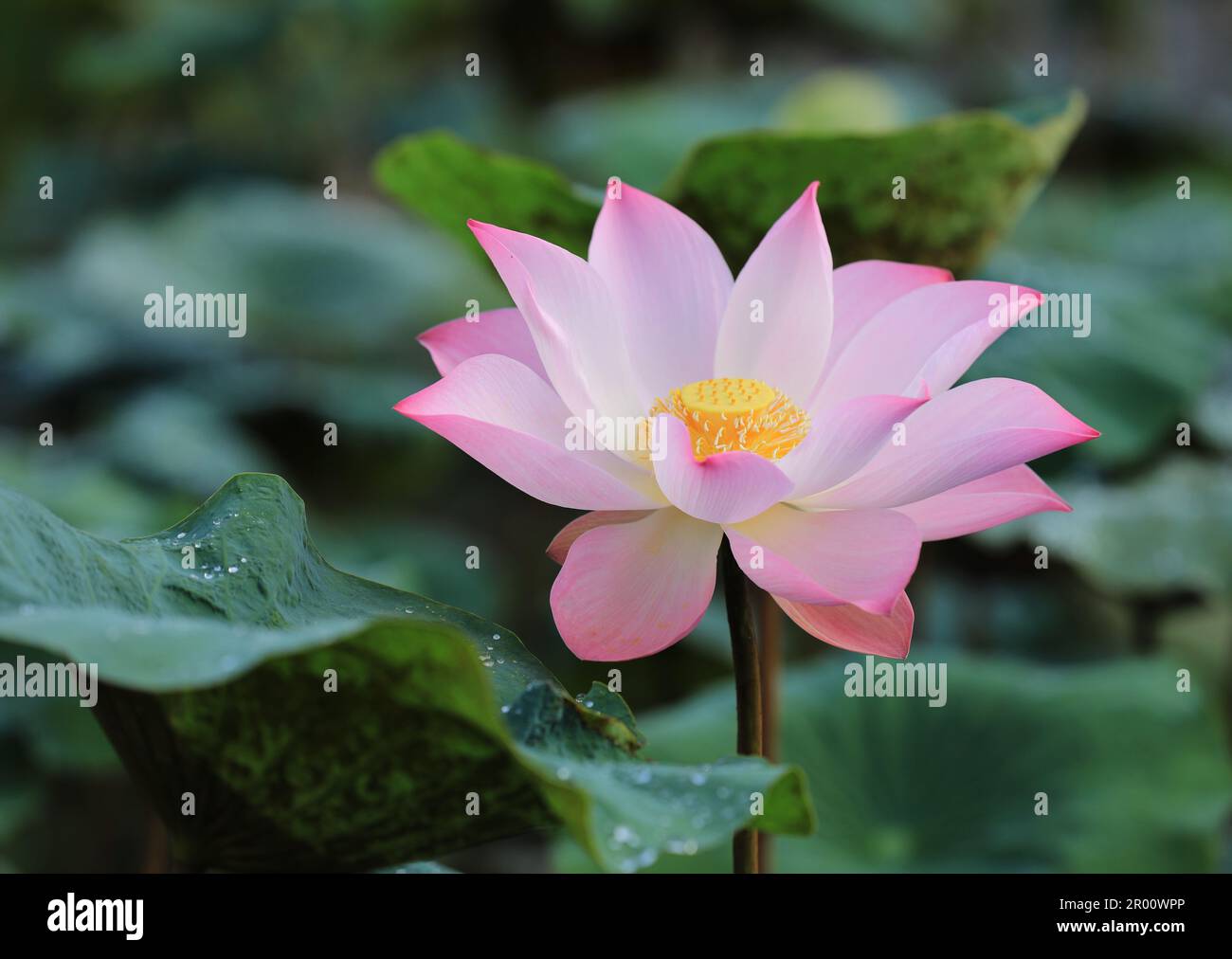 Pink lotus flower with green leaves as background Stock Photo