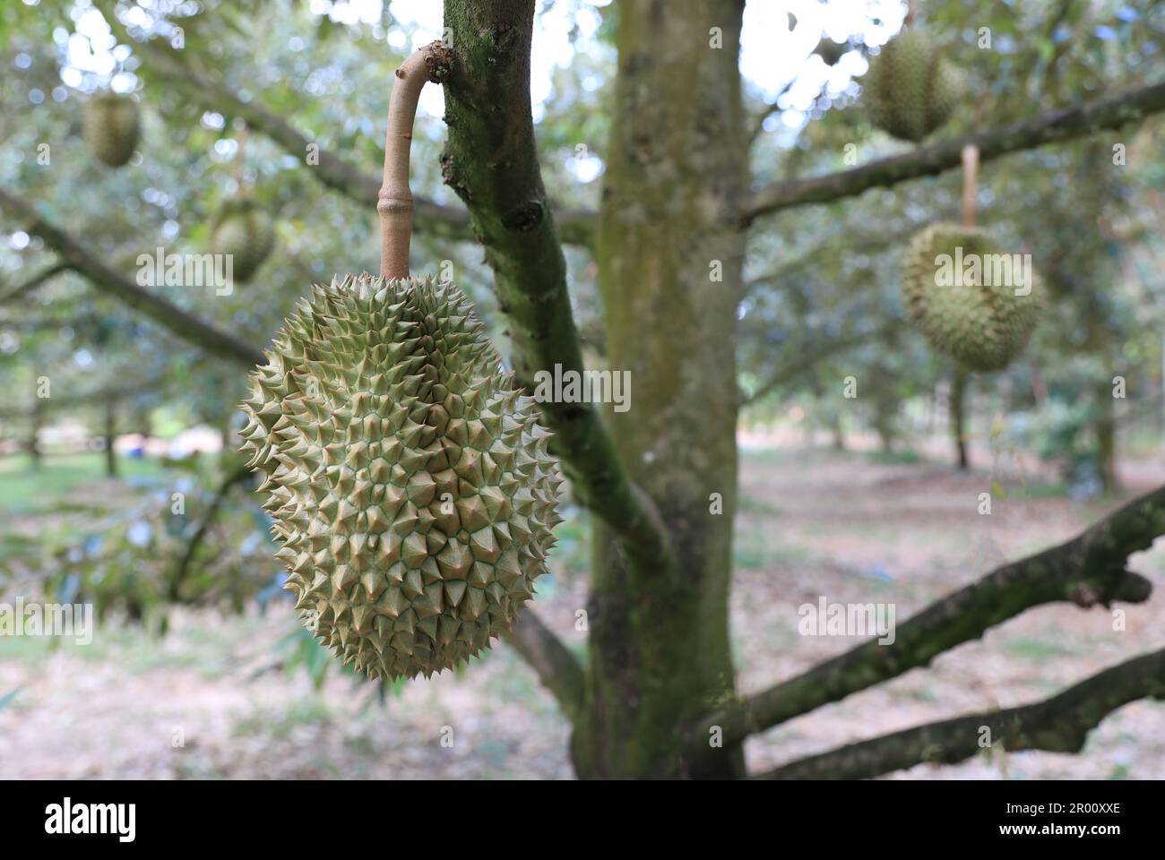 Fresh durian fruit on tree in durian garden. Stock Photo