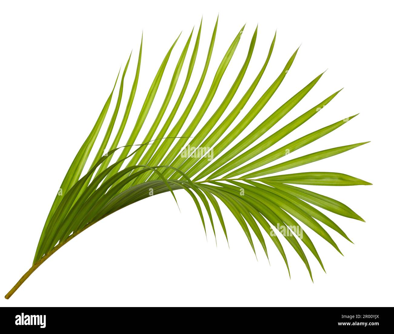 Green palm leaf isolated on white background Stock Photo - Alamy
