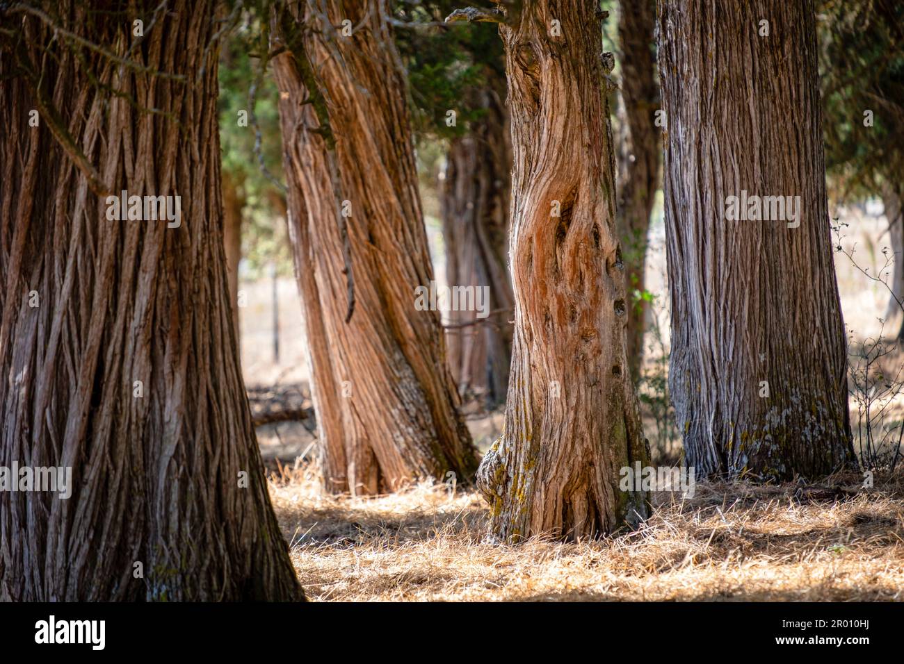 sabinas albares (Juniperus thurifera), Espacio Natural del Sabinar de Calatañazor, Soria, Comunidad Autónoma de Castilla, Spain, Europe Stock Photo
