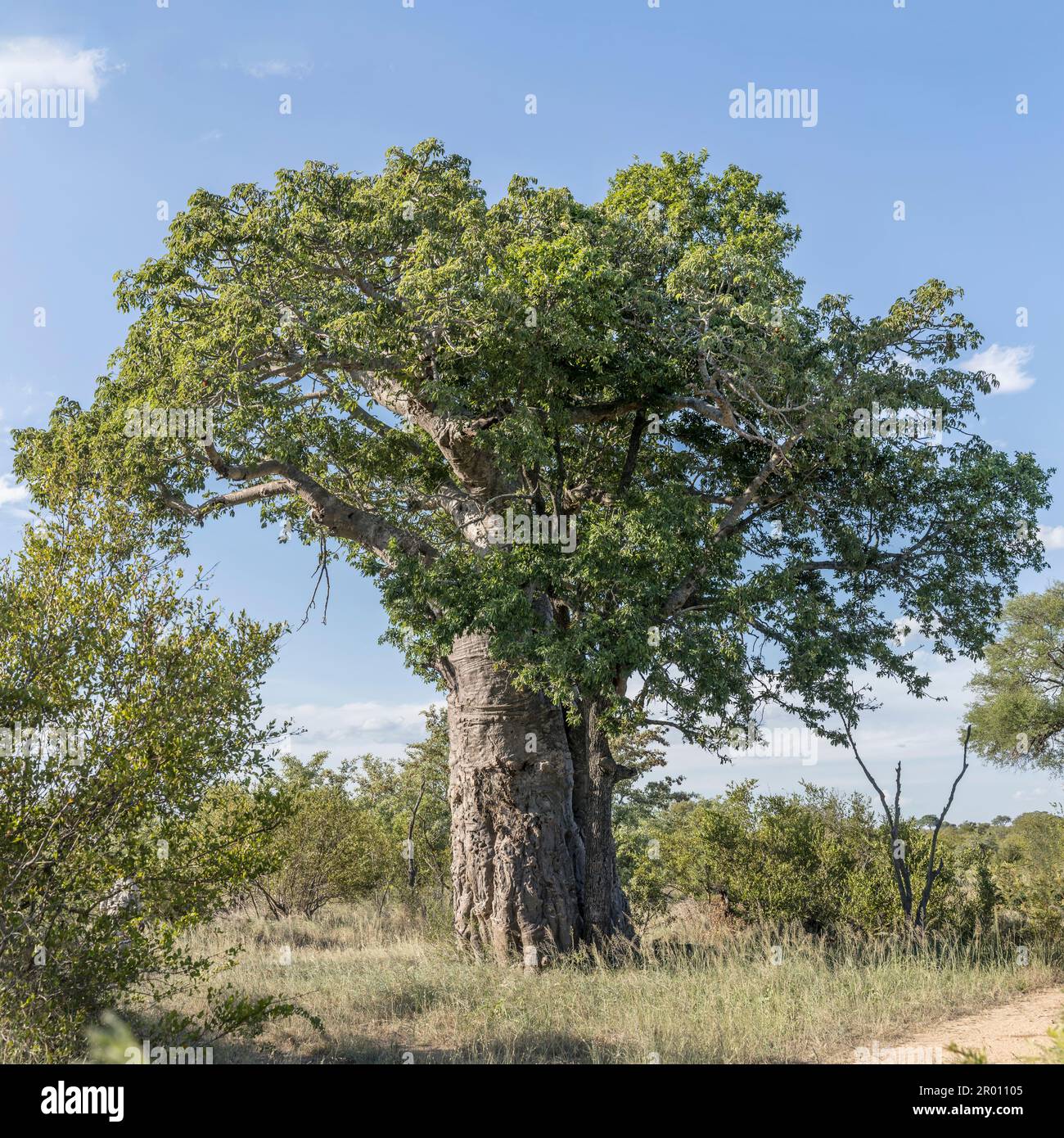 landscape with Baobab tree in shrubland green wild countryside, shot in ...