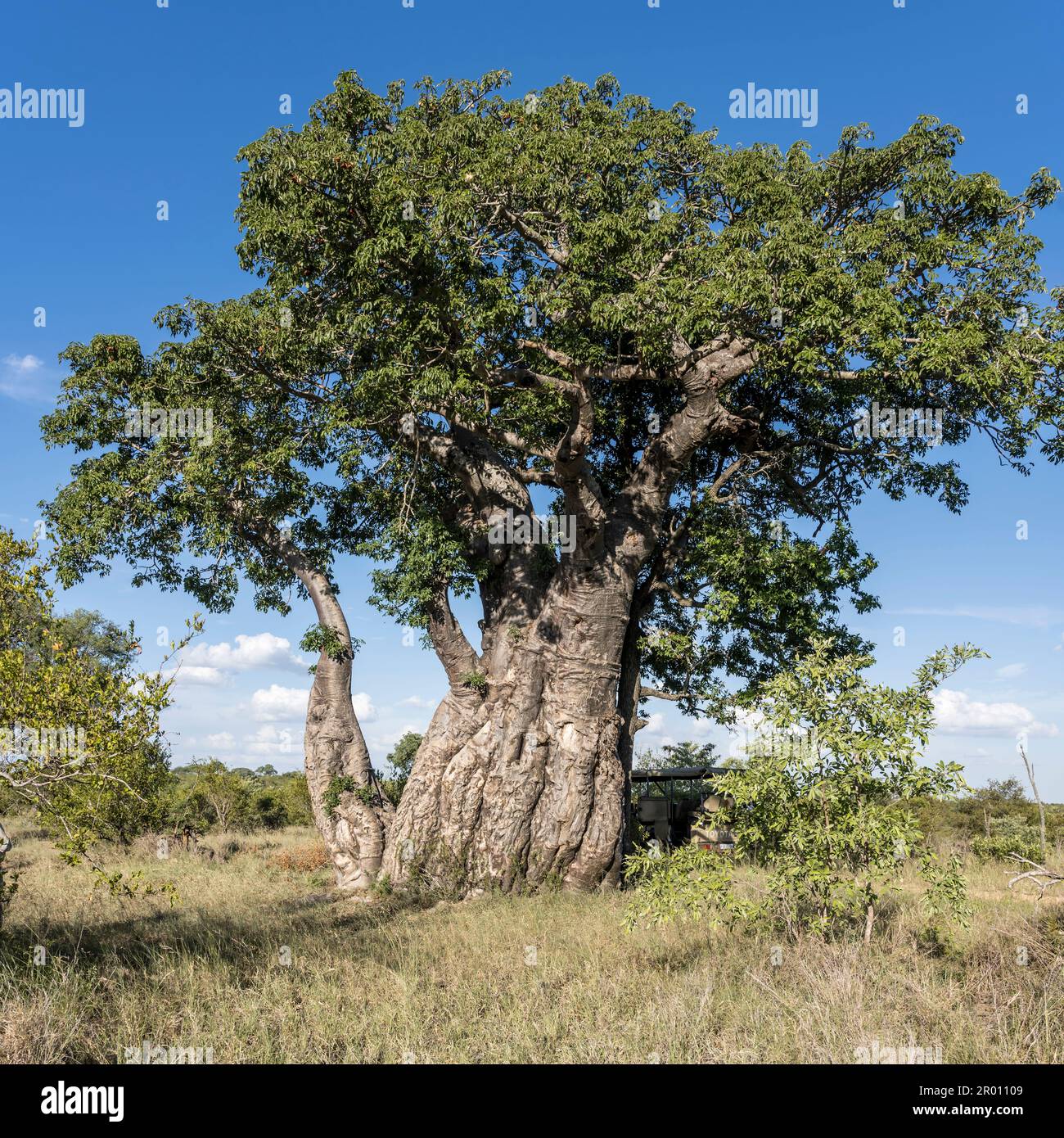 landscape with big Baobab tree in shrubland green wild countryside, shot in bright summer light, Kruger park, Mpumalanga, South Africa Stock Photo