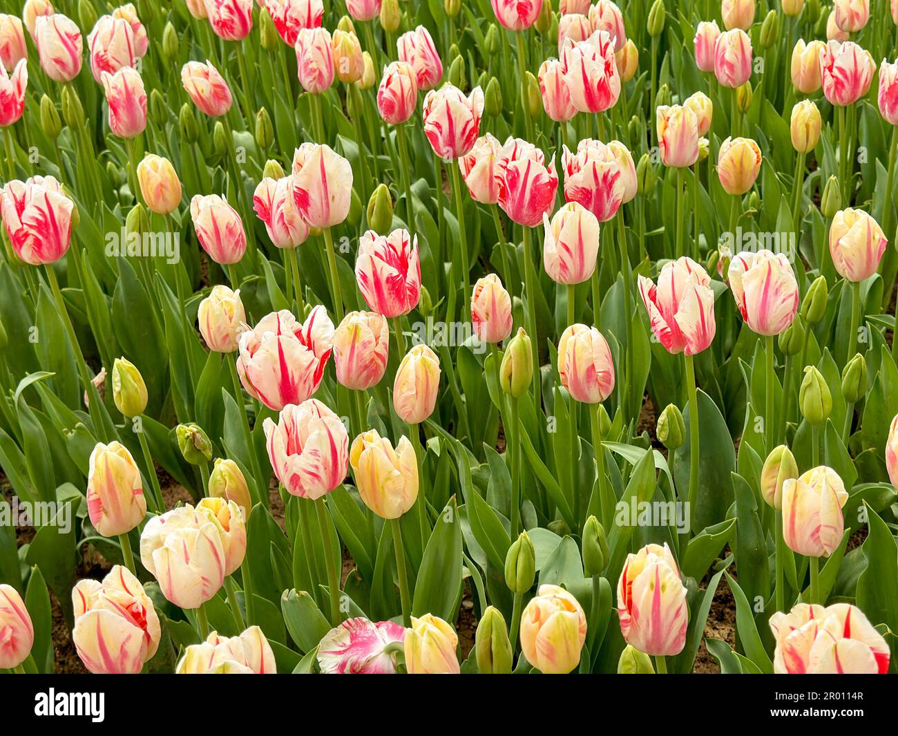 Tulip Garden. Colorful tulips flowers blooming in a garden Stock Photo ...