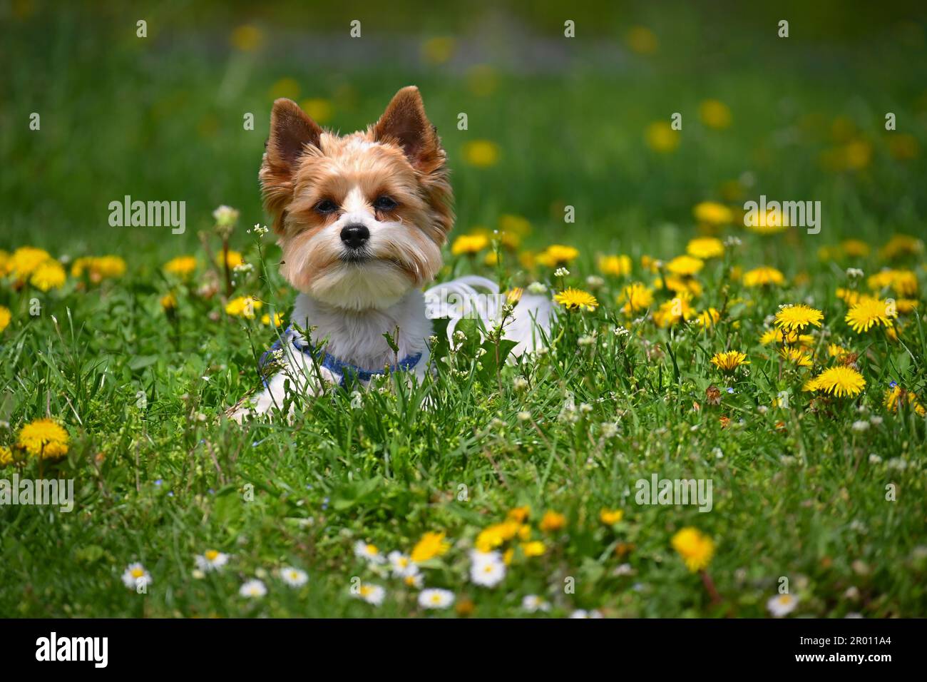 Dog on the grass. Pet - Yorkshire terrier biewer. Stock Photo
