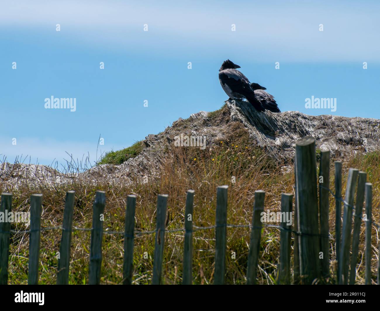 crows on a stone on a sunny day. Two black birds. Black bird on gray rock Stock Photo