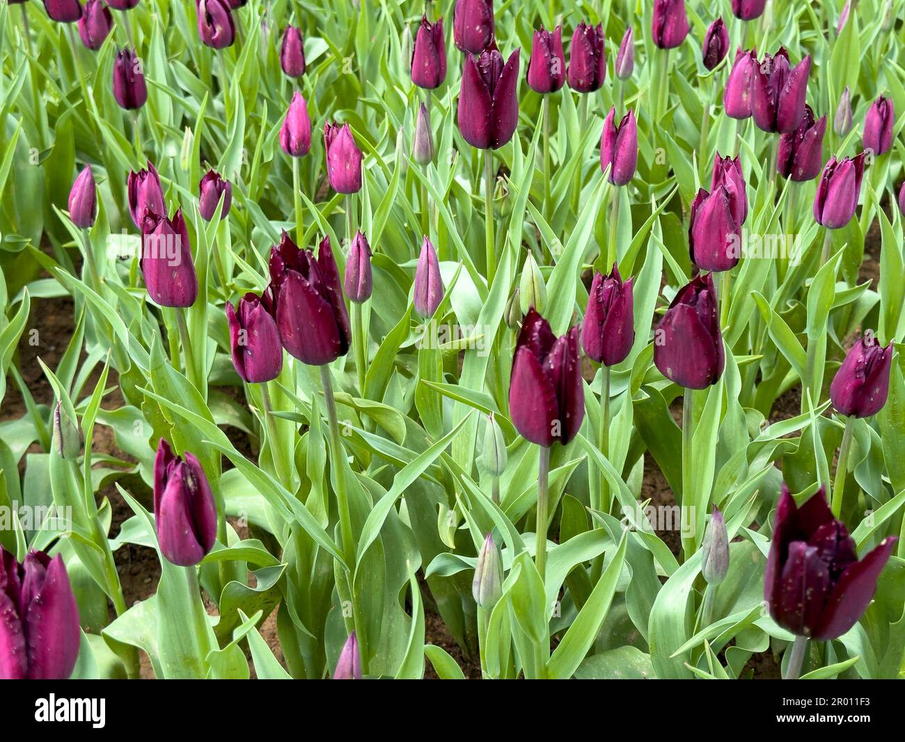 Tulip Garden. Colorful tulips flowers blooming in a garden Stock Photo ...