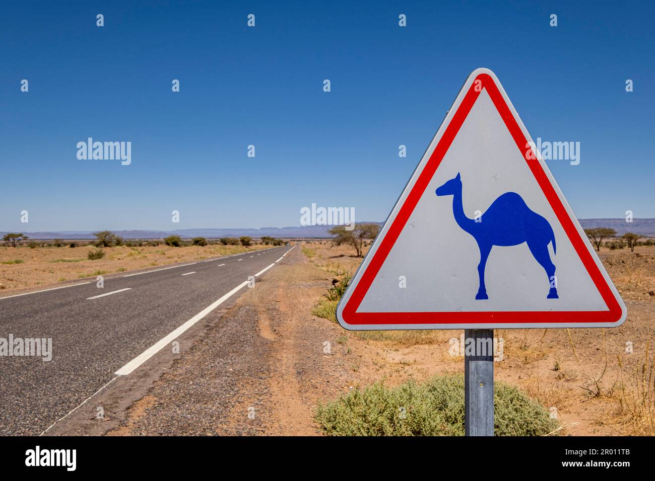 Notice of camels at large, M'Hamid road, Zagora region,Morocco, Africa Stock Photo