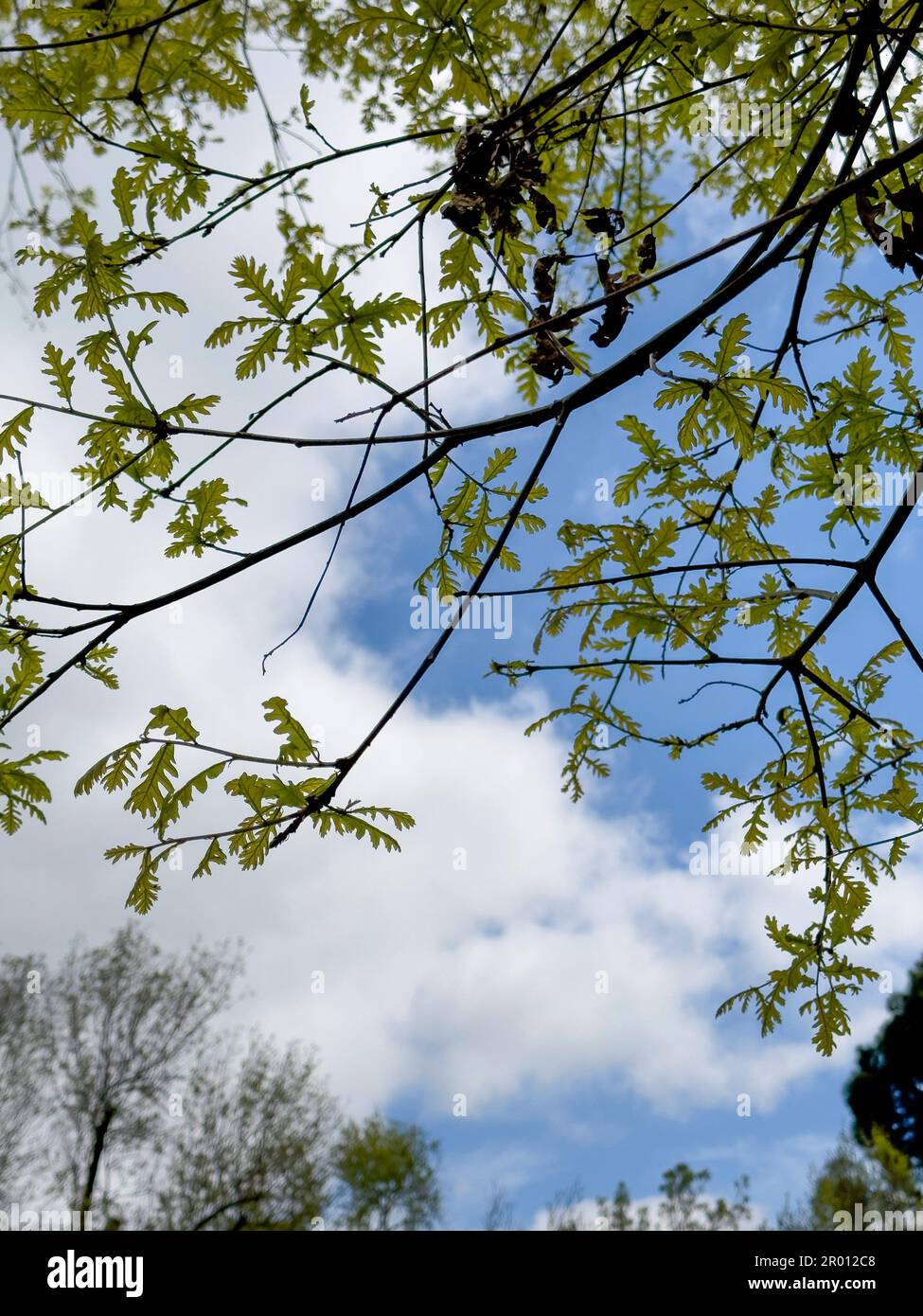 The sky with the tops of trees. View up from ground level. Beautiful nature. Blue sky with sun and clouds. Stock Photo