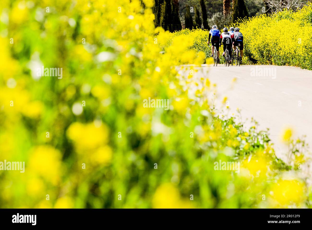 ciclistas entre flores, Petra, mallorca, islas baleares, españa, europa Stock Photo