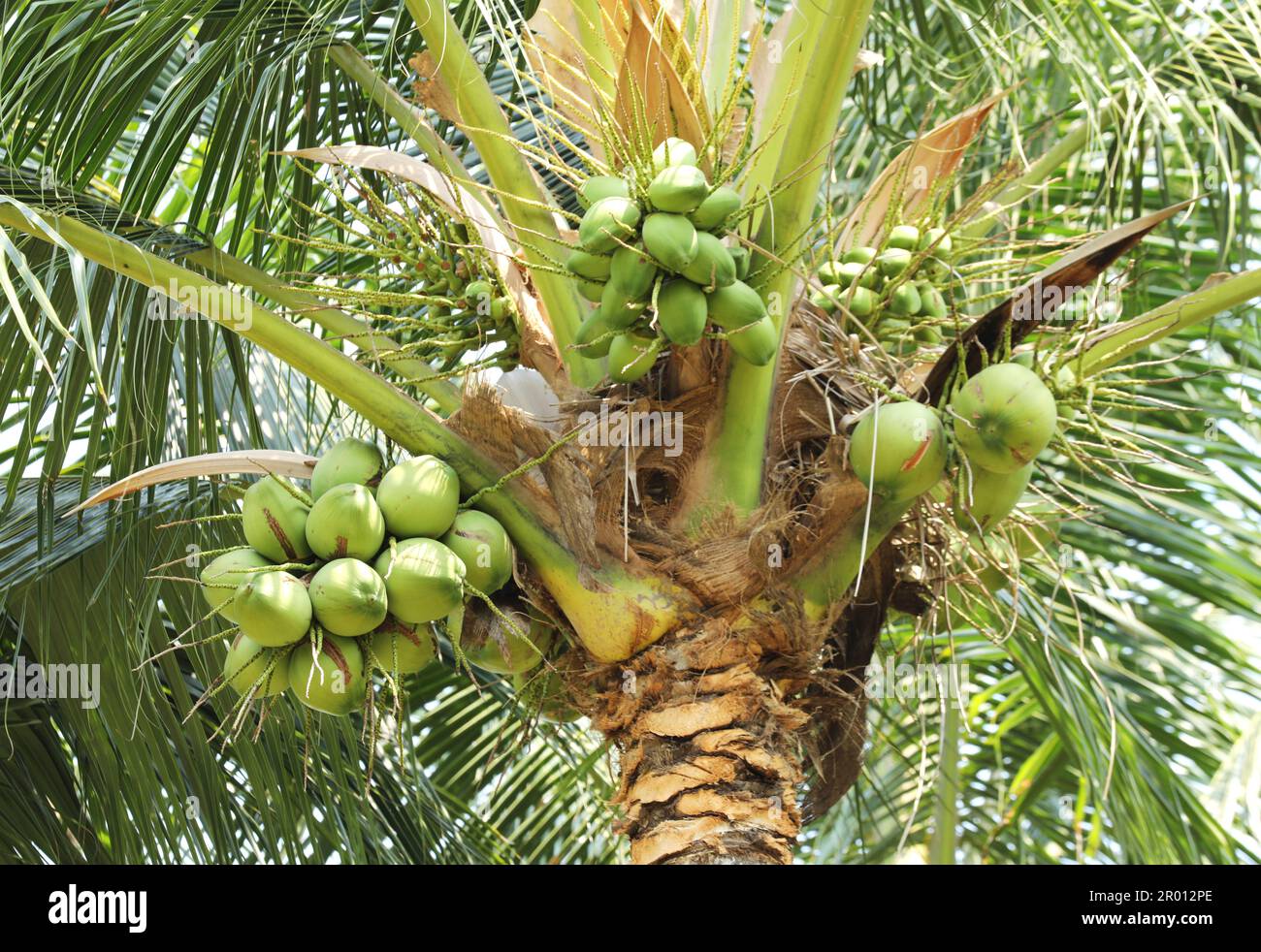 Coconut cluster on coconut tree,  Bunch of fresh coconuts hanging on tree. Stock Photo