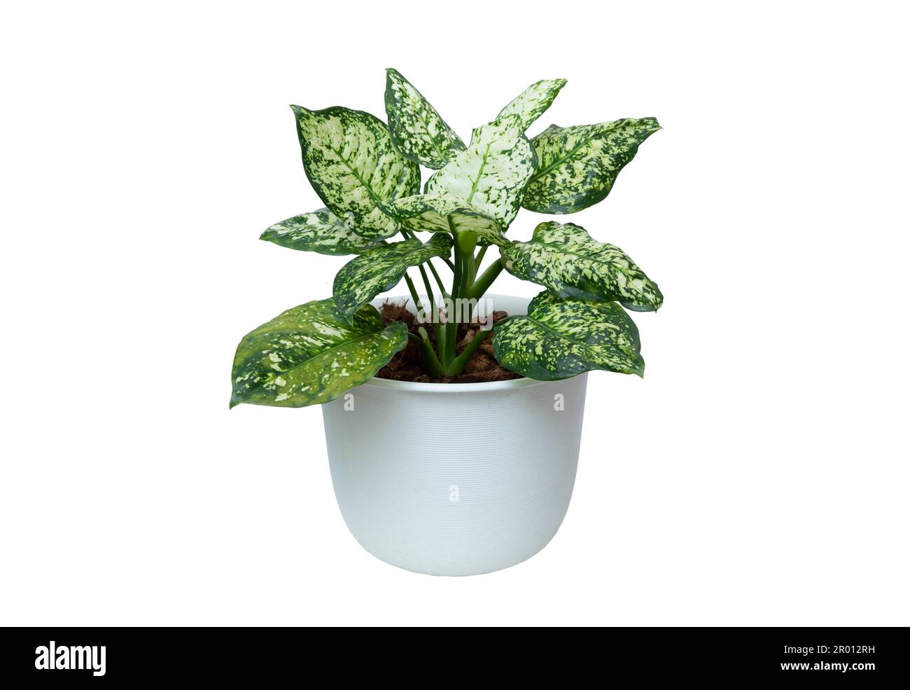 Aglaonema foliage, Spring Snow Chinese Evergreen) plant in white pot isolated on white background. Houseplant care concept. Indoor plant. Stock Photo