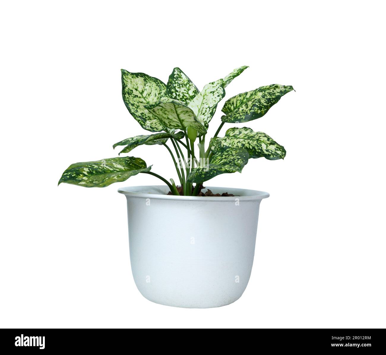 Aglaonema foliage, Spring Snow Chinese Evergreen) plant in white pot isolated on white background. Houseplant care concept. Indoor plant. Stock Photo