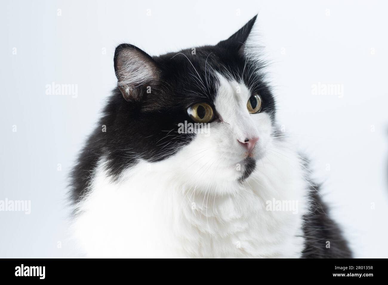 A black and white cat with green eyes on white background Stock Photo ...