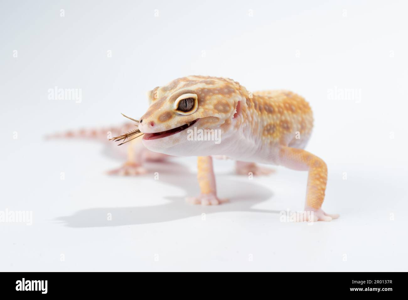 Leopard Gecko Eating leopard-gecko-eating