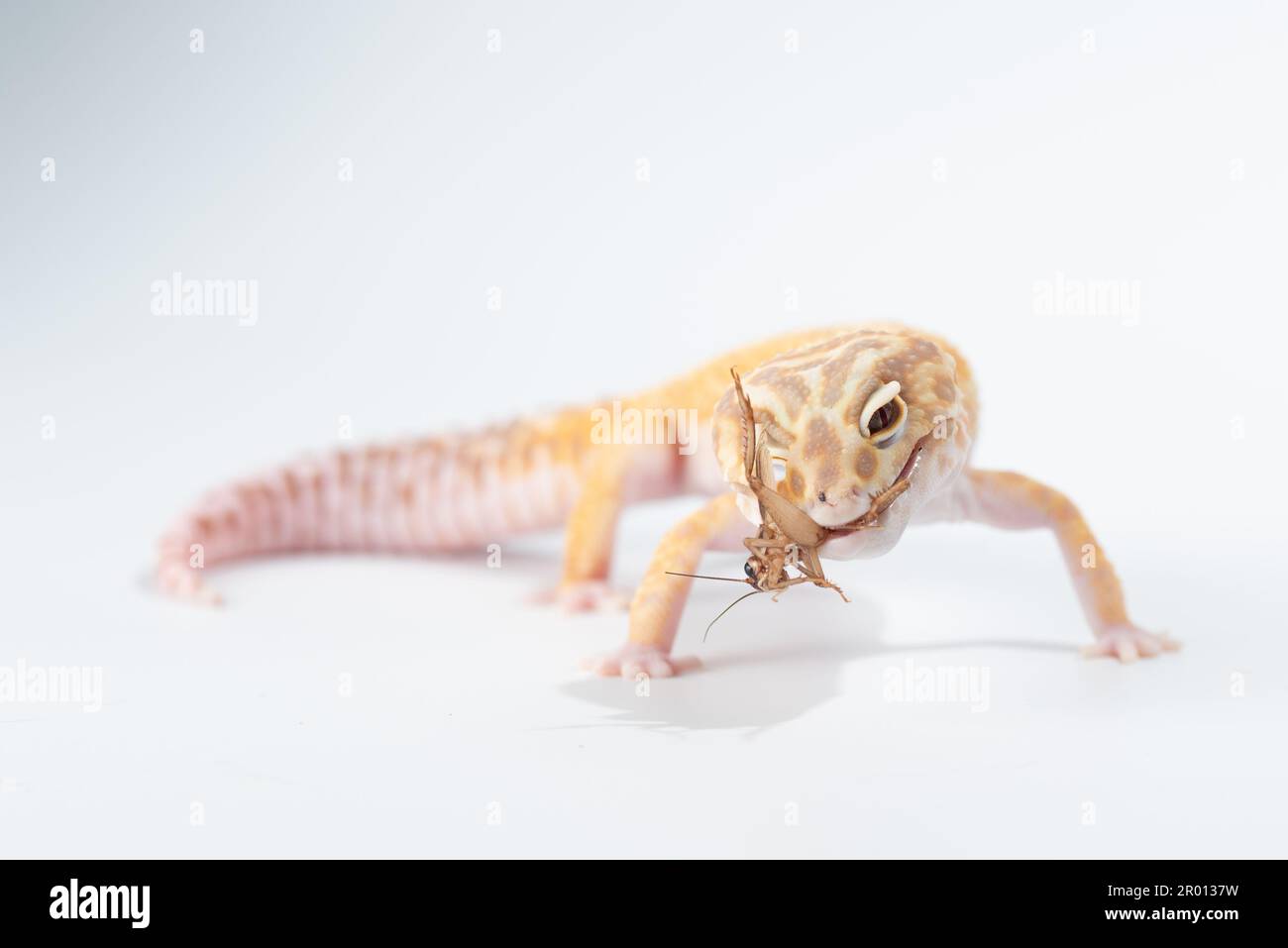A yellow gecko lizard eating bug isolated on white background Stock